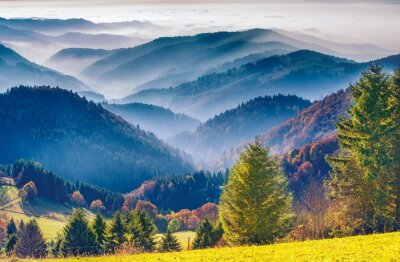 Fototapete Schwarzwald Natur