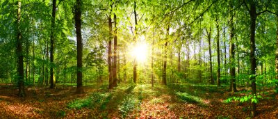 Fototapete Sommertag im wald