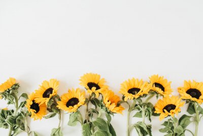 Sonnenblumen auf weißem Hintergrund