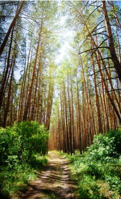 Fototapete Sonniger Tag im Wald