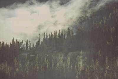 Fototapete Stimmungsvoller wald im nebel