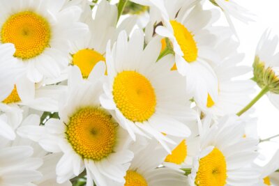 Fototapete Strauß Gänseblümchen