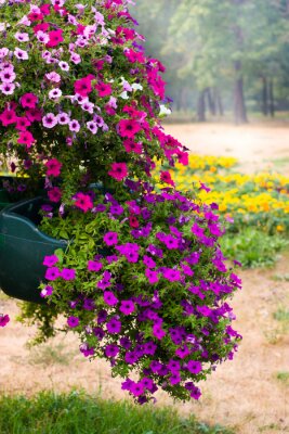 Fototapete Topfblumen