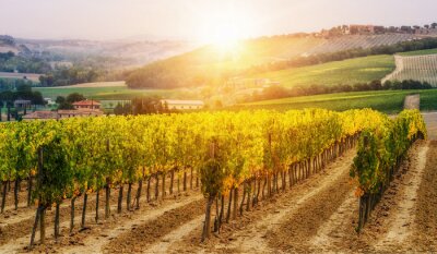 Fototapete Toskanischer Weinberg in der Sonne