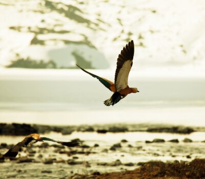 Über Wasser fliegender Vogel