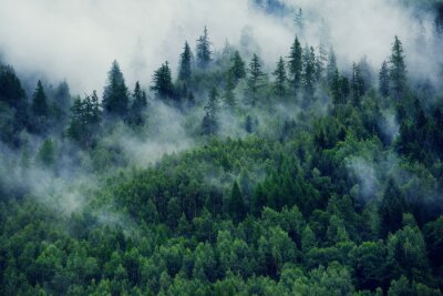 Fototapete Üppiger tannenwald