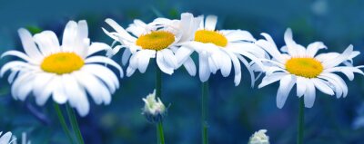 Fototapete Vier Gänseblümchen aus der Nähe