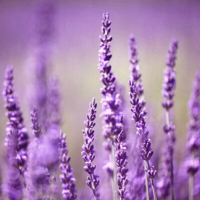 Fototapete Wachsende Lavendelblumen