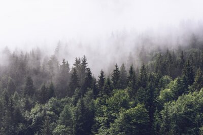 Fototapete Wald im nebel