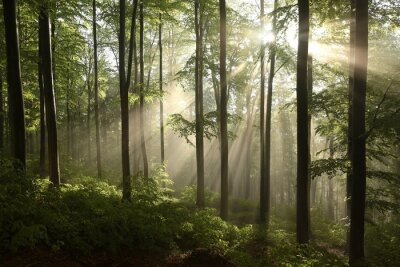 Fototapete Wald nach Regen