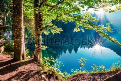 Fototapete Waldnatur im Sonnenlicht