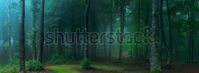 Fototapete Waldpanorama im Nebel