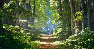 Fototapete Weg im üppigen Wald