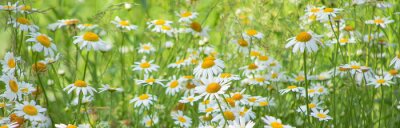 Fototapete Weiße Gänseblümchen im Gras