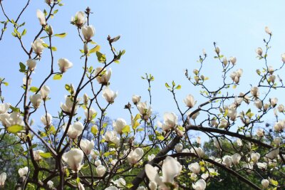 Fototapete Weiße Magnolien auf einem Baum