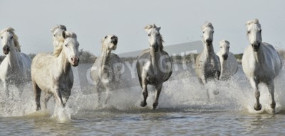 Fototapete Weiße pferde im galopp