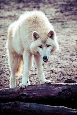 Fototapete Weißer Wolf im Wald