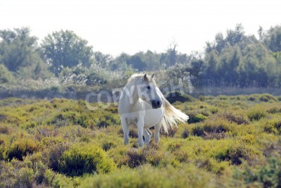 Fototapete Weißpferd und grünanlage