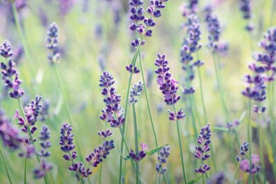 Fototapete Wilder Lavendel