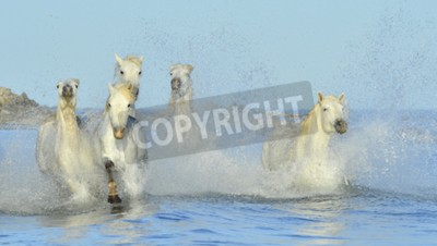 Fototapete Wildpferde im wasser