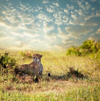 Wildtier Gepard im Gras