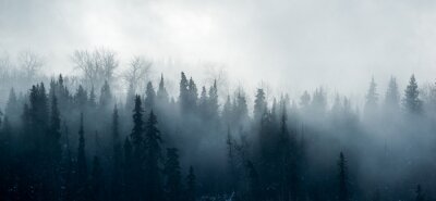 Fototapete Wintermorgen im wald