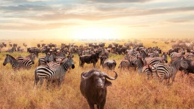 Fototapete Zebras in der Savanne in Afrika