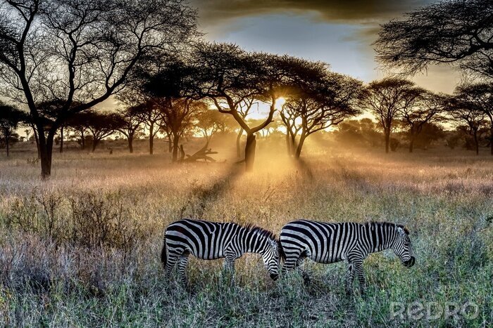 Fototapete Zebras in der untergehenden Sonne