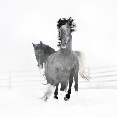 Fototapete Zwei grauschimmel in der winterlandschaft