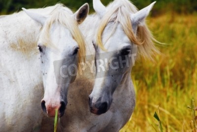 Fototapete Zwei pferde im gras