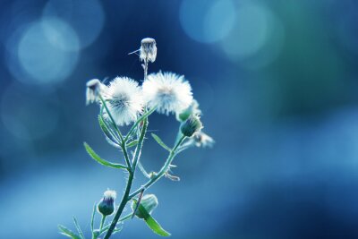 Fototapete Zweig vom Löwenzahn auf blauem Hintergrund