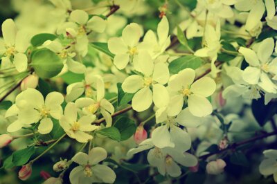 Poster Apfelblüte Natur Thema