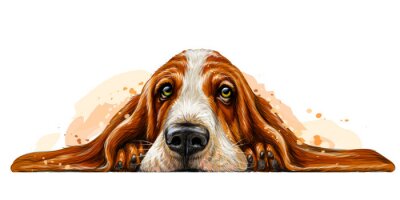 Basset-Hund ruht