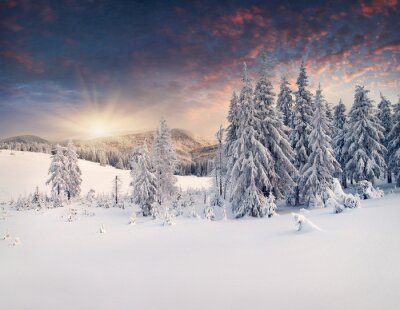 Bergtannenbäume im Schnee