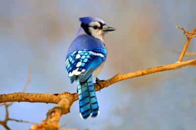 Poster Blauer Vogel auf dem Ast