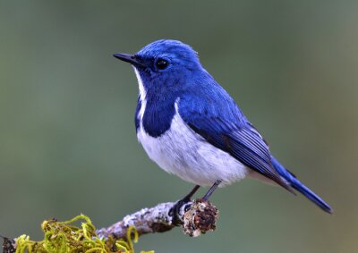 Poster Blauer Vogel auf dem Zweig