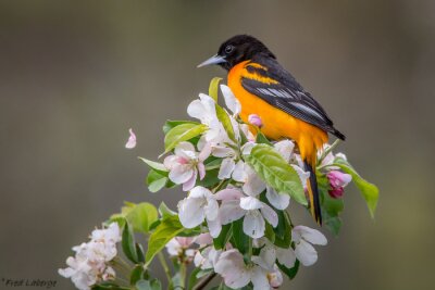 Poster Bunter Vogel in den Blumen