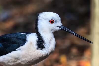 Poster Exotischer australischer Vogel