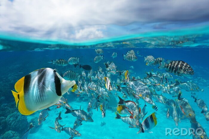 Poster Fische mit Himmel im Hintergrund