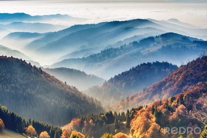 Poster Foto von Wäldern bei Nebel