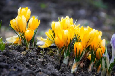 Poster Frühling im Garten - erste Setzlinge