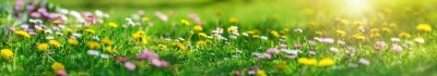 Poster Frühling in der Natur auf einer Blumenwiese