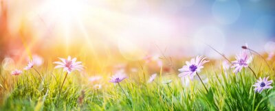 Poster Frühling in einem Garten voller Gänseblümchen