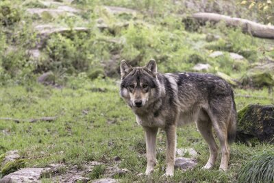 Poster Grauer Wolf im Gras