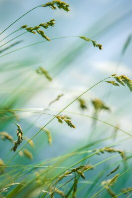 Poster Halme von hohem Gras im Sommer