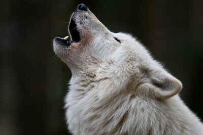 Poster Heulender Wolf weiß