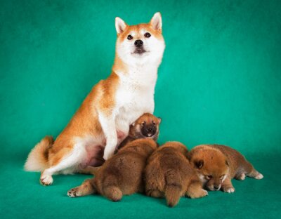 Poster Hundewelpen mit Mama