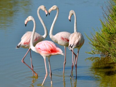 Im wasser watende weiße flamingos