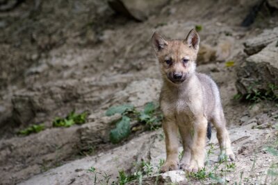 Poster Junger Wolf im Wald