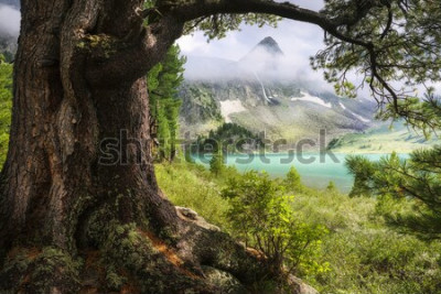 Poster Landschaft Berge im Hintergrund Wald